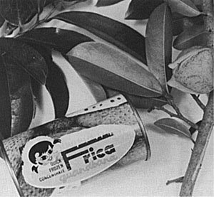 Fig. 22: Canned soursop concentrate is produced in Venezuela. On the branch at the right is a soursop flower.