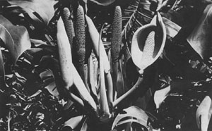 The ceriman (Monstera deliciosa) in flower and fruit at Palm Lodge Tropical Grove, Homestead, Fla.