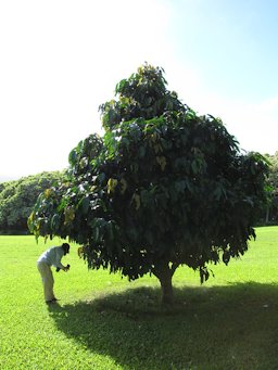 Tree habit