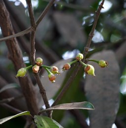 Garcinia xanthochymus fruit forming