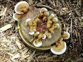 ut palm stump with numerous basidiocarps (conks) of Ganoderma zonatum forming on it. The conks in the palm stump's center are crowding each other and thus are forming into shapes different from those on the outer edges of the stump.