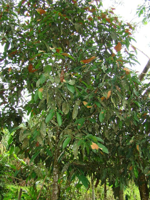 Flora e Funga do Brasil - Garcinia macrophylla Mart.