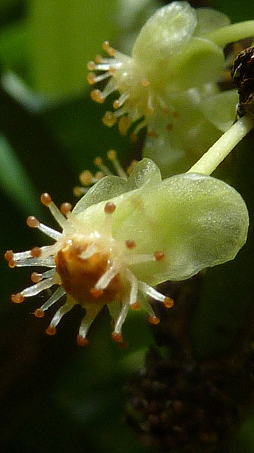 Close-up of Garcinia gardneriana flower