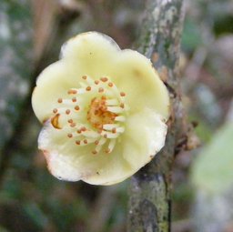 Achacha Garcinia humilis, James Hill, Jamaica.