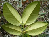 Achacha Garcinia humilis, James Hill, Jamaica