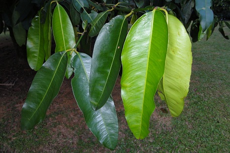 Flora e Funga do Brasil - Garcinia macrophylla Mart.