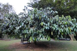 Garcinia Macrophylla Tree