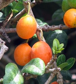 Ripe fruits and foliage of Garcinia livingstonei