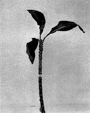 Green sapote (Calocarpum viride) scionwood as prepared one or more months prior to removal for grafting