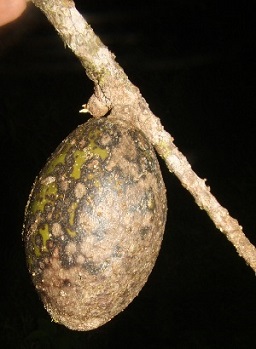 Pouteria viridis