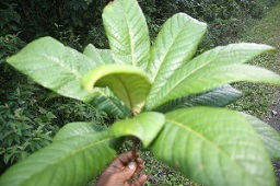 Pouteria viridis