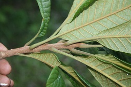 Pouteria viridis