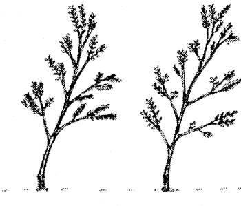 plagiothropic growth