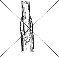 Uneven joint incorrectly fit: The two parts will not “take” since there is little or no cambial contact.