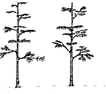 orthotropic growth