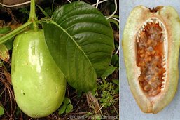 Passiflora quadrangularis, leaves and fruit whole and sectioned