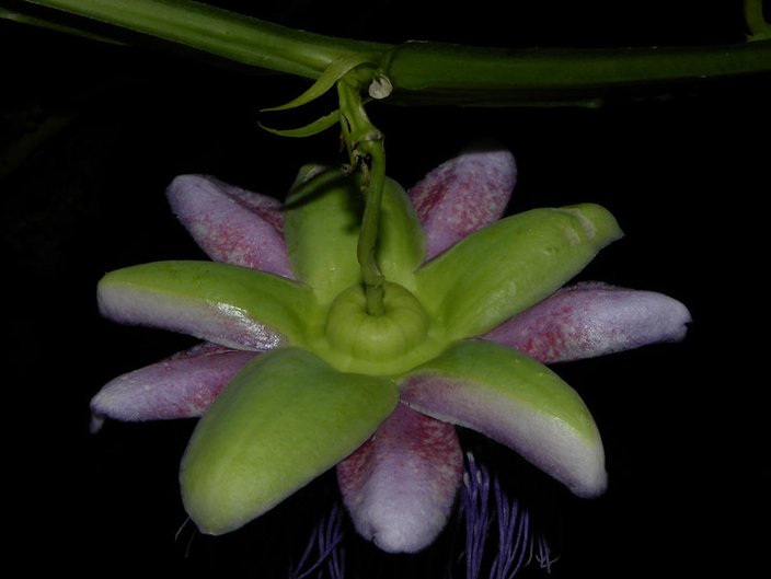 Passiflora 'Quadrangularis' : Barbadine à fruit comestible - Tijardin