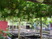 Giant passionfruit growing on a trellis over aquaculture in the Philippines