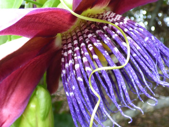 Passiflora 'Quadrangularis' : Barbadine à fruit comestible - Tijardin