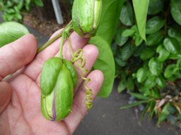 Passiflora quadrangularis (Giant granadilla), Fruit forming, Enchanting Floral Gardens of Kula, Maui, Hawaii.