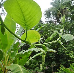 Vine of the Giant Granadilla or Badea. Prized for its flowers, fruit and for a "narcotic emetic" obtained from the roots