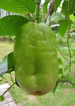 The Giant Granadilla or Badea. Largest of the Passion Fruits. A neotropical species, more widely planted for its scented flowers, edible fruit (mainly juices) and medicinal roots.