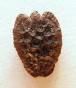 The seed of Passiflora quadrangularis. Length of the seed is appr. 7 mm.