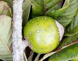 Immature fruit