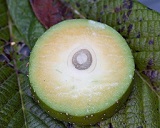 Transversal cut of immature fruit