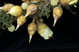 Pouteria viridis, (Pittier) Cronquist, Inflorescense