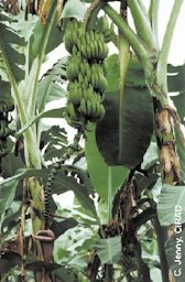 'Gros Michel' banana