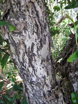 Trunk, bark