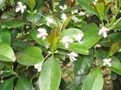 Eugenia brasiliensis in the San Paulo Botanical Garden