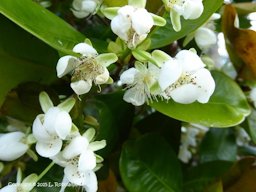 Flowers of the Eugenia brasiliensis