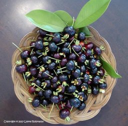 From my garden, 30 June 2017