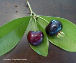 Bing cherry on the left and grumichama on the right