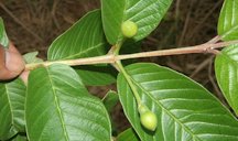 Guava leaves