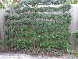 Same espaliered guava tree fours years later