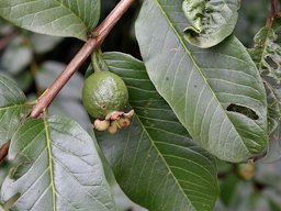 Psidium guajava.