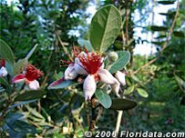 Feijoa Flowers