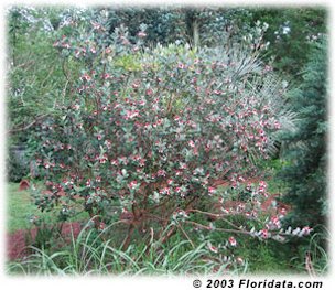 In North Florida feijoas ripen in September and over the years the deer have acquired a taste for them.