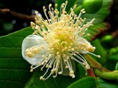 flor de Goiabeira. GOIABA - Guava. (Psidium guajava) Ceret São Paulo. Brazil and Central America native tree