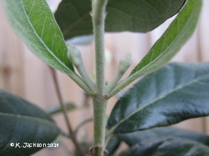 Buds forming