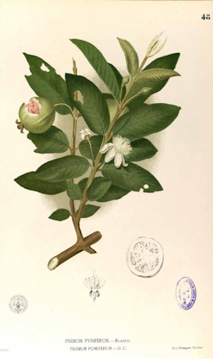 Psidium guajava L.