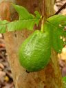 'Vietnamese Giant' Guava (Psidium guajava / Myrtaceae) tree at the Kampong, Coconut Grove, Florida. Fruits on the tree and on the ground were all infested with Fruit Flies