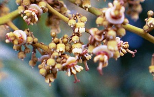 Fully Developed Hermaphrodite Female Flowers