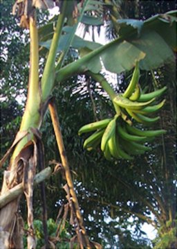'Horn' plantain