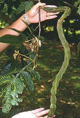 Inga edulis. Detail of pod and leaves