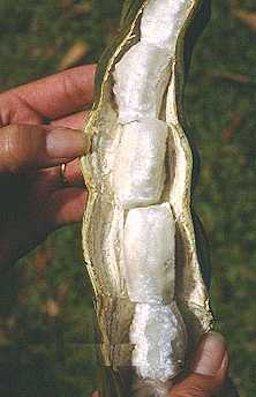 Inga edulis. Detail of opened pod displaying its content of sweet, fleshy, translucent pulp that is eaten by people in Ecuador.