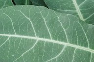 Close up of the upper leaf surface of Garcinia livingstonei